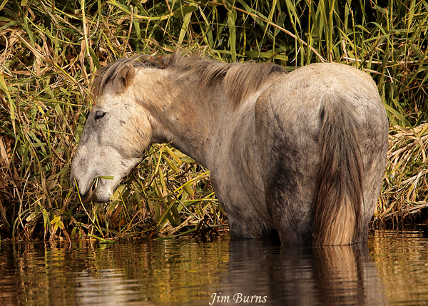 Wild Horse eating bankside cane--2586