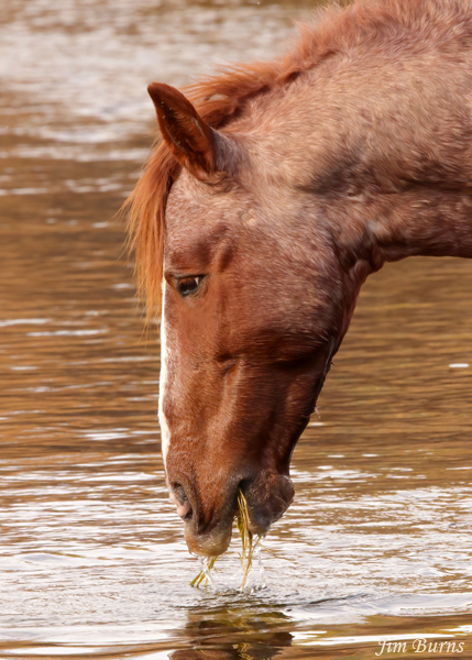 Wild Horse eating Eel Grass close-up--2618