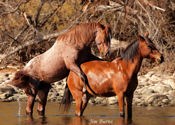 Wild Horses, stallion on mare--3118