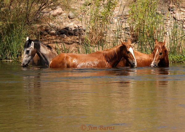 Wild Horses cooling off, August, Arizona--8355