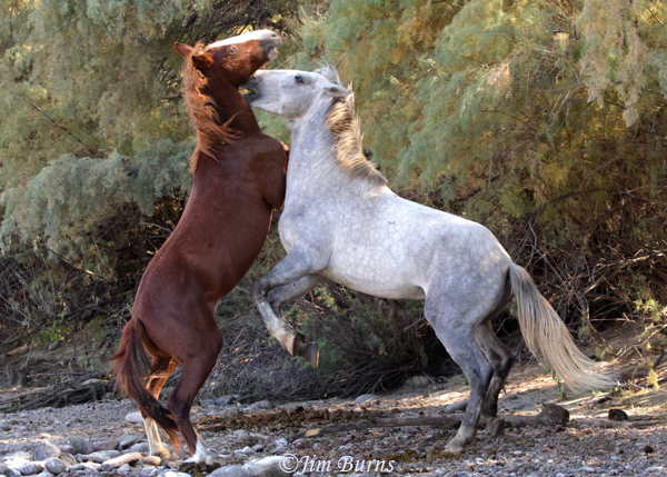 Wild Horses at play--0594