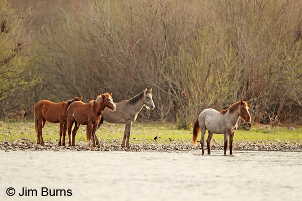 Wild Horses coming to water, Arizona