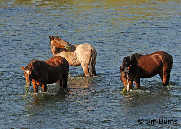 Wild Horses grazing in river bottom, Arizona