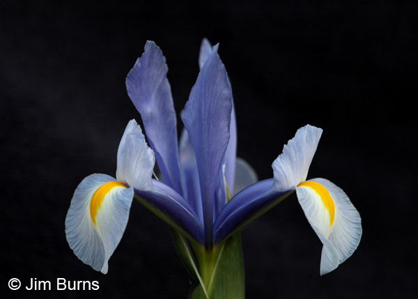 Wild Iris, Arizona