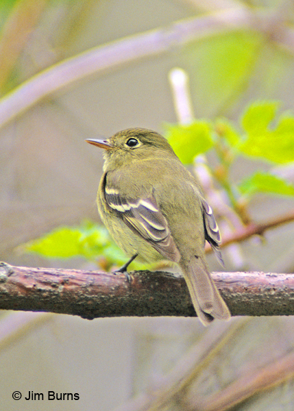 Yellow-bellied Flycatcher short primary extension