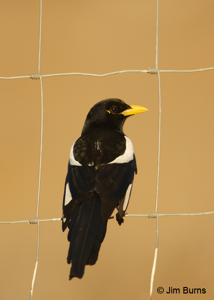 Yellow-billed Magpie framed