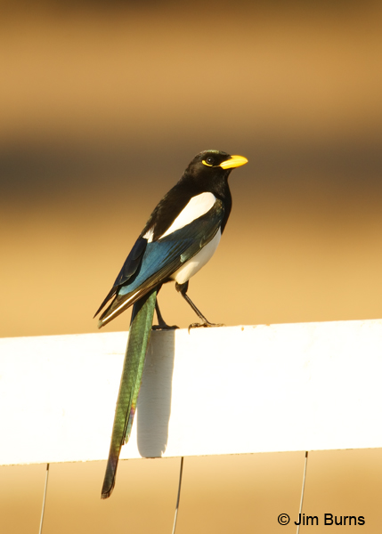 Yellow-billed Magpie irridescence