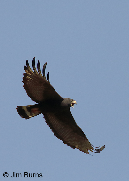 Zone-tailed Hawk male in flight screaming--0098