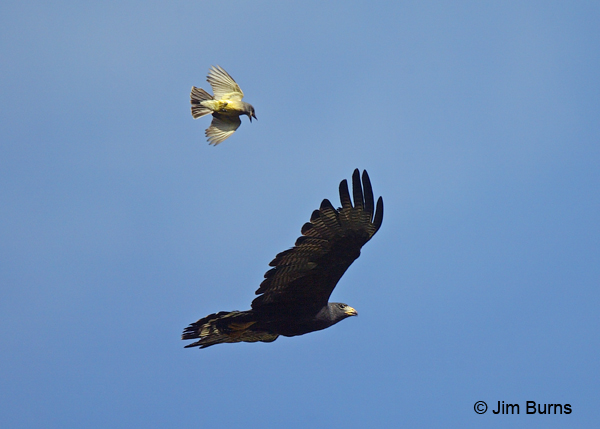 Zone-tailed Hawk harassed by Cassin's Kingbird