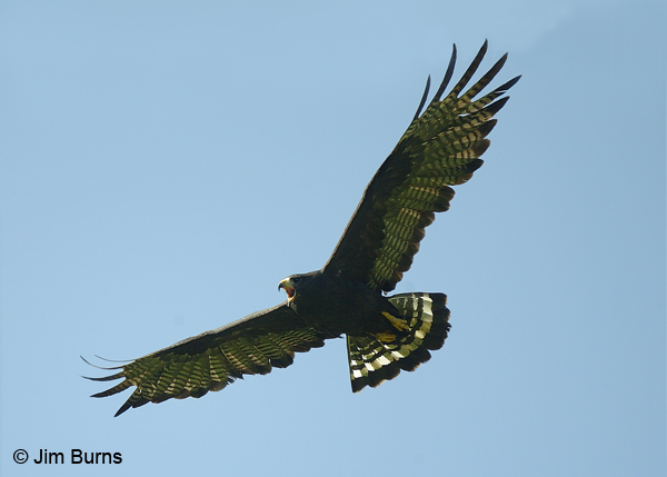 Zone-tailed Hawk female in flight