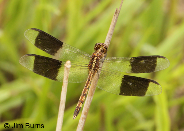 Band-winged Dragonlet immature male dorsal view, Cano Negro, CR, May 2012