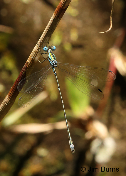 Blue-striped Spreadwing male dorsal view, Los Cusingos, CR, August 2014