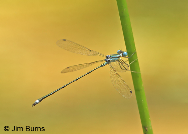 Blue-striped Spreadwing male, Los Cusingos, CR, August 2014