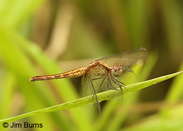 Red-faced Dragonlet female, Cano Negro, CR, May 2012