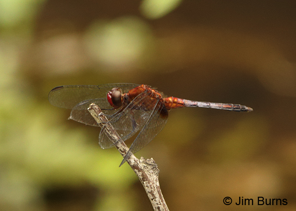 Red-faced Dragonlet male, Turrialba, CR, August 2014