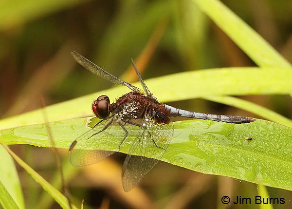 Red-faced Dragonlet male, Cano Negro, CR, May 2012