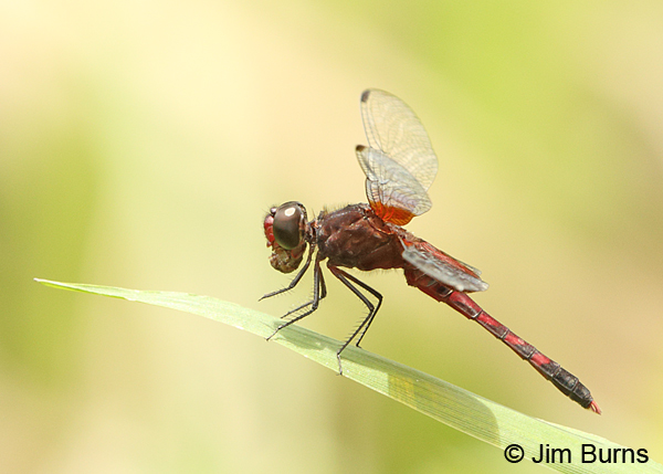 Red-mantled Dragonlet  male eating bug, Cano Negro, CR, August 2014