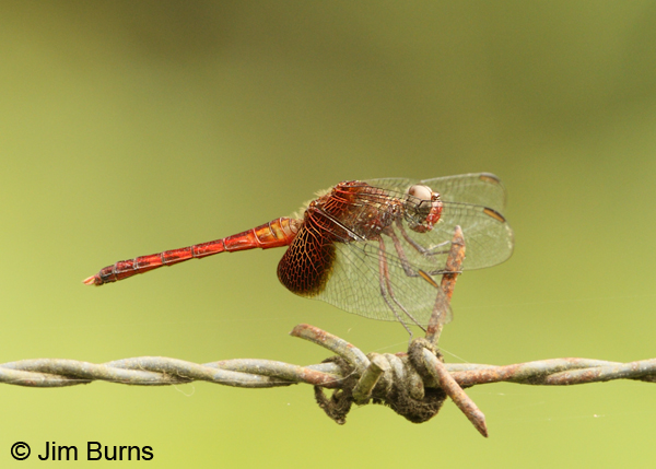 Red-mantled Dragonlet male, Cano Negro, CR, May 2012