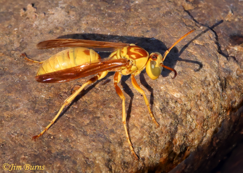 Apache Paper Wasp