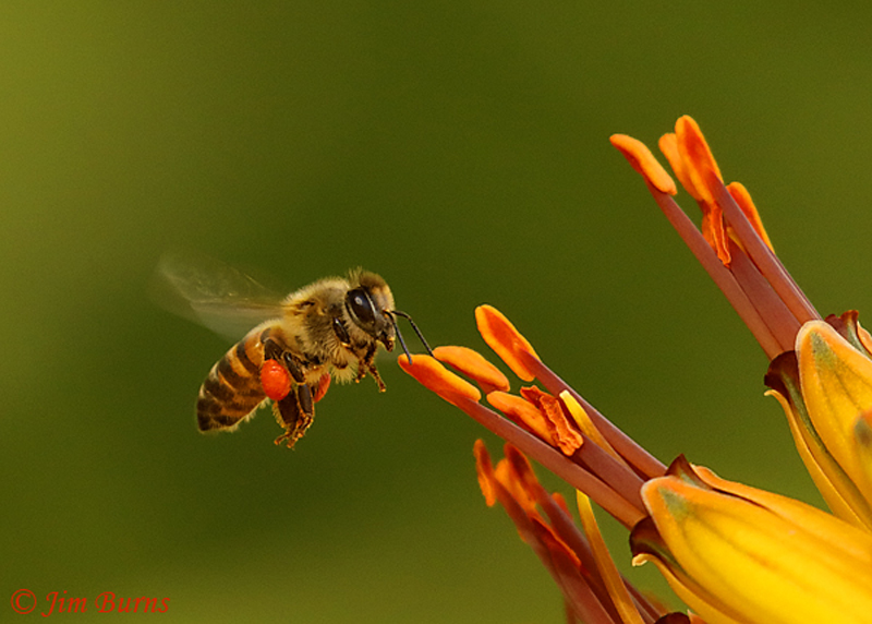 Honey Bee worker