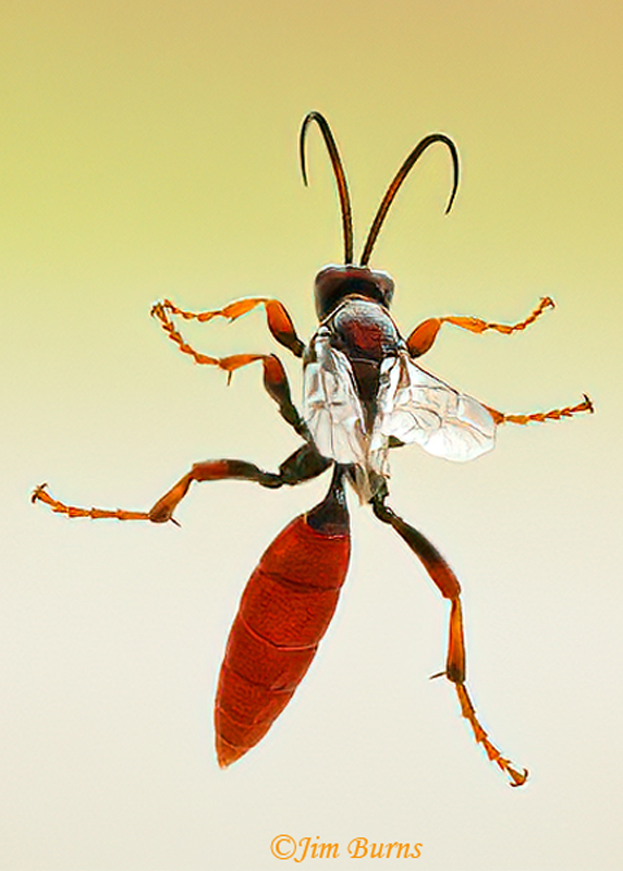 Orussid Wasp
