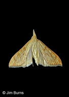 Arizona Crambid Moth