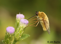 Bee Fly (Bombylius major), Bentsen-Rio Grande SP, Texas