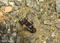 Bee Fly (Villa lateralis) female, Stephen's Creek, North Carolina