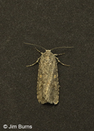 Beet Armyworm Moth