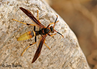 Black-backed Paper Wasp (Polistes comanchus), Madera Canyon, Arizona
