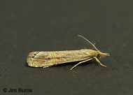 California Grass-veneer Moth