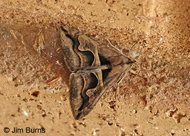 Cellar Melipotis Moth