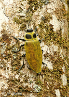 Click Beetle, Tapanti National Park, Costa Rica