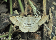 Common Acacia Looper Moth