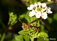 Common Paper Wasp (Polistes exclamans) Texas