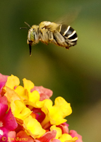 Digger Bee (Anthophora californica), Maricopa Co., Arizona--7840