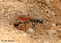 Digger Wasp (Sphex lucae) female, sealing nest burrow, Resaca De La Palma State Park, Texas