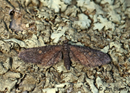 Eupithecia biedermanata