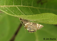 Feather-edged Petrophila Moth