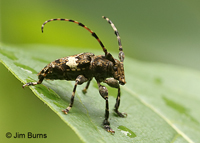 Flat-faced Long-horned Beetle (Acanthoderes quadrigibba), Stephen's Creek, North Carolina