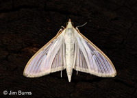 Four-spotted Palpita Moth