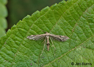 Geranium Plume Moth
