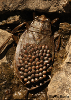 Giant Water Bug male with eggs, Tonto National Forest, Arizona