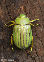 Glorious Scarab Beetle