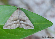 Gray-winged Owlet Moth