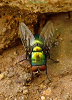 Green Bottle Fly (Lucilia sericata), Harshaw Canyon, Arizona--4551