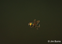 Green Hover Fly (Ornidia obesa), Resaca De La Palma State Park, Texas