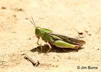 Green-striped Grasshopper (Chortophaga viridifasciata) female, Uwharrie River, North Carolina