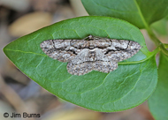 Gulf Coast Gray Moth