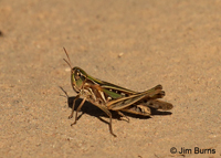 Handsome Locust (Syrbula admirabilis) female, Hidalgo Co., Texas